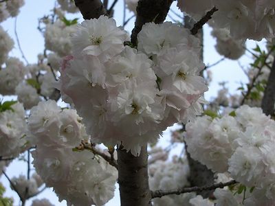 【桜の通り抜け・４】 御衣黄(ぎょいこう)・蘭蘭(らんらん)・菊桜(きくさくら)_c0024552_1632079.jpg