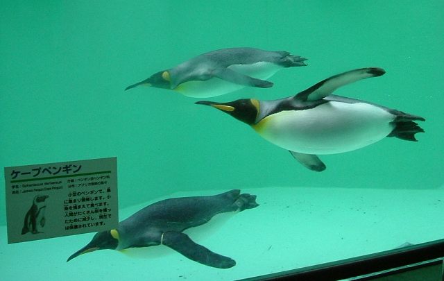 最も好ましい かっこいい ペンギン 泳ぐ クールな画像無料