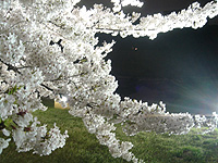 夜桜_d0029198_23232736.jpg