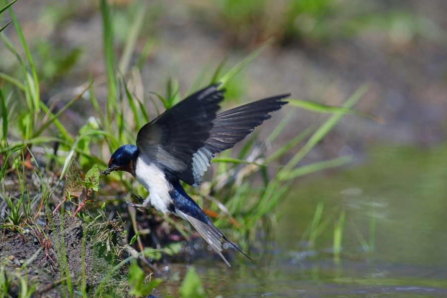 Swallow  ツバメ_c0034905_018401.jpg