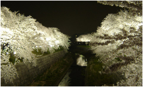 名古屋市昭和区の山崎川の夜桜_c0011009_0103073.jpg