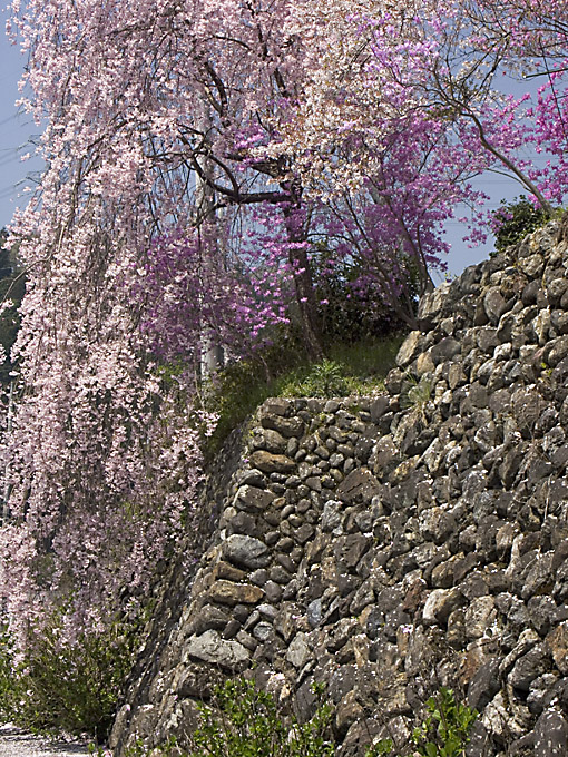 桜とつつじ_b0010915_095273.jpg