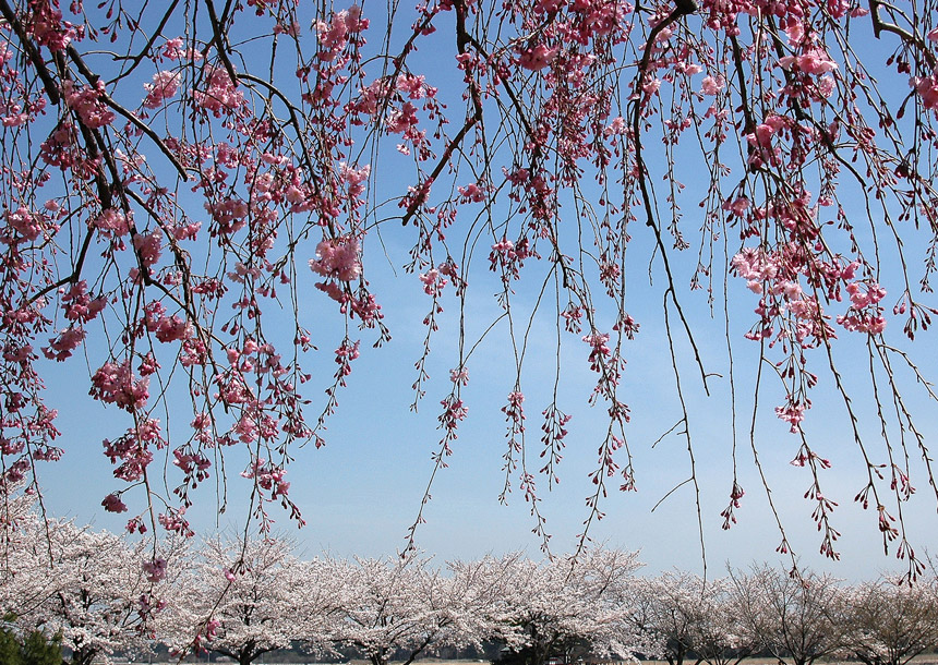 やっぱり春は桜か_a0031821_15243565.jpg