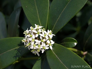 高尾・樹木の花3　- 高尾山周辺_c0027027_19554493.jpg