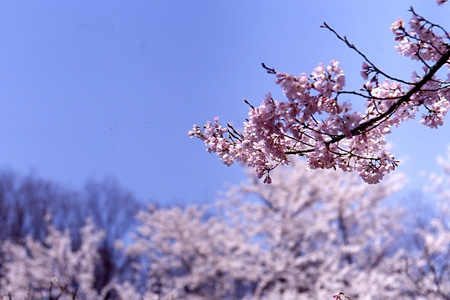 桜_b0045044_16283912.jpg