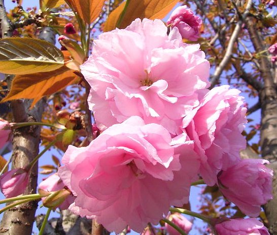 こちらでは、八重の桜が満開_c0050857_22161526.jpg