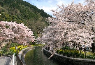 山科疏水と毘沙門堂、桜メモリー_b0067283_21395971.jpg