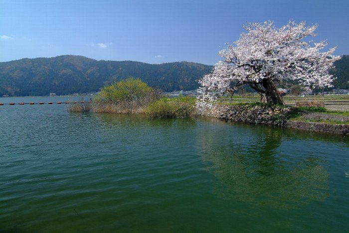 余呉湖の桜 新しい発見