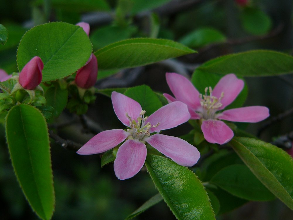 ＰＥＫＥＹＡＭＡ氏の桜図鑑・４_c0062511_2163659.jpg