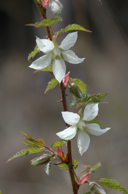 春の草花　その１_a0038380_1562455.jpg