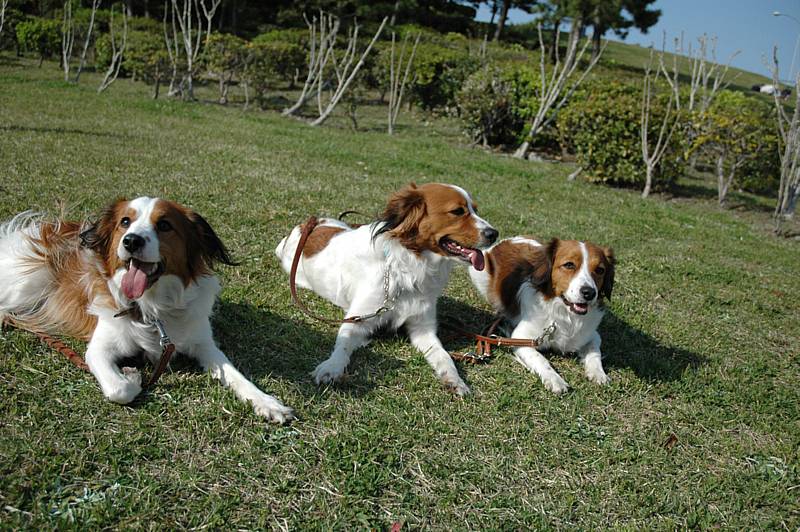 in 八景島　同胎カップル大集合！_c0075585_1193545.jpg