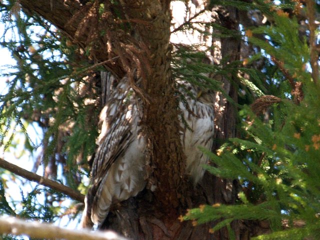 鳥見つれづれに～♪　　№１８　≪ 鶴ヶ城公園の野鳥と植物 ≫_c0008502_10364566.jpg