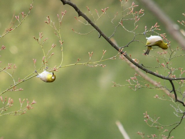 鳥見つれづれに～♪　　№１８　≪ 鶴ヶ城公園の野鳥と植物 ≫_c0008502_1062793.jpg