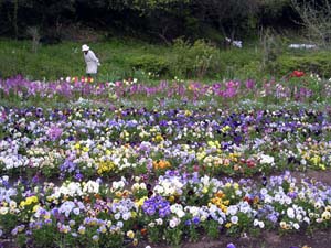 秘密のお花見。_a0026127_1894672.jpg