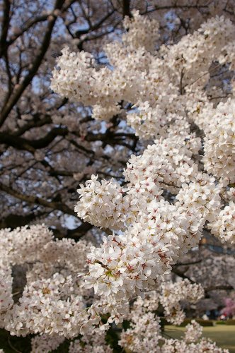 桜あちこち_c0009934_21163113.jpg