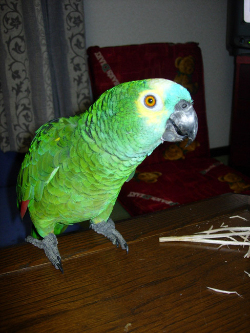 アオボウシインコ ぼちぼち と 野鳥大好き O