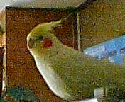 瞑想中_c0032056_585426.jpg