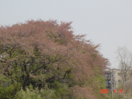 桜_b0024266_1322776.jpg