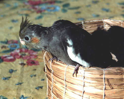c0027871_23909.jpg