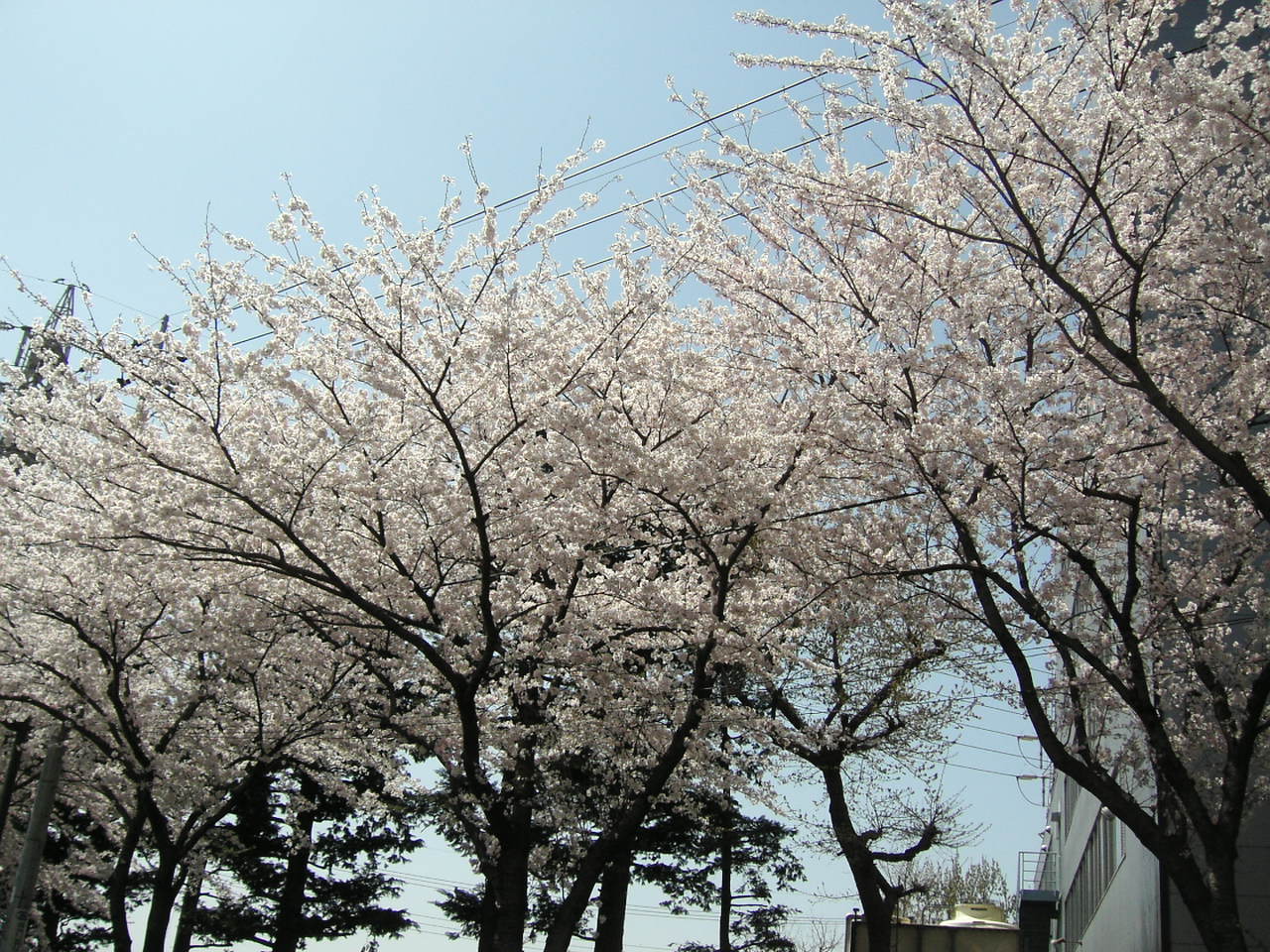 桜・さくら・サクラ♪_b0005014_1117370.jpg