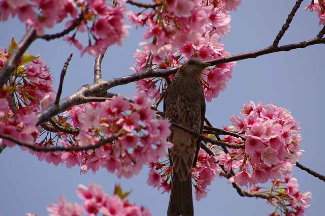 桜と・・・_b0009847_318177.jpg