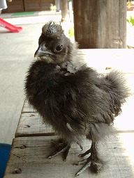 2代目デジカメがやってきた!_b0059154_15231717.jpg