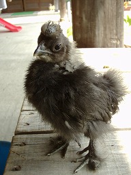 2代目デジカメがやってきた！_b0059154_15231717.jpg