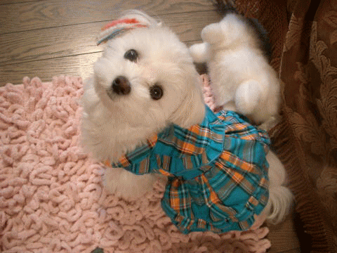 d0000559_1929426.gif