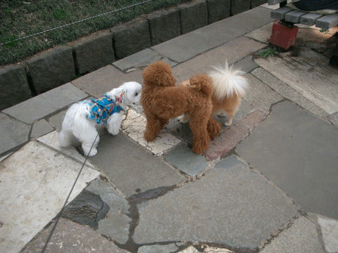 d0000559_1930119.gif