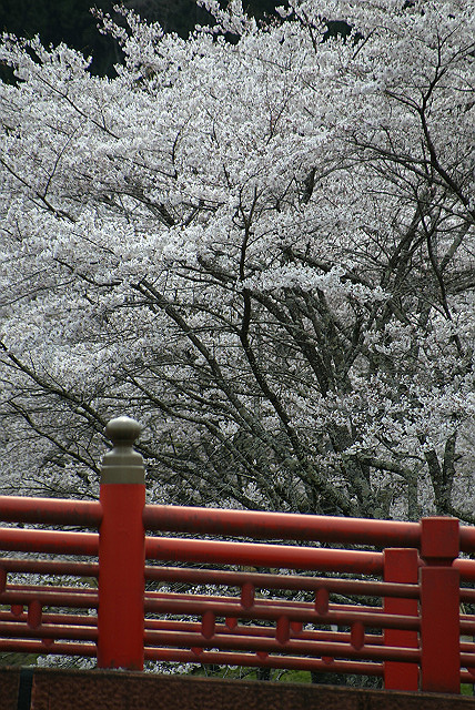 赤い橋と桜_d0031652_23495483.jpg