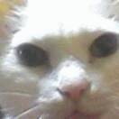 c0005007_2202796.gif