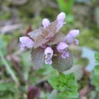 野の草の花 in Hodokubo, Hino, Tokyo_b0024611_2121501.jpg