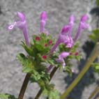 野の草の花 in Hodokubo, Hino, Tokyo_b0024611_21222820.jpg