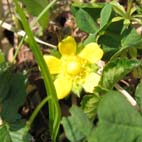 野の草の花 in Hodokubo, Hino, Tokyo_b0024611_21232635.jpg