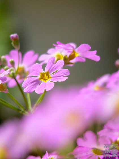 春のお花は忙しい！_a0020340_141245.jpg