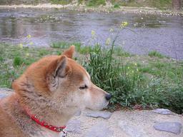 “飼い犬に手を噛まれる。。。”_c0049950_20105261.jpg