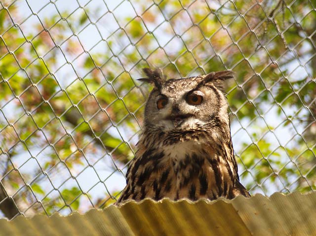 福山市立動物園にて_c0067303_16373854.jpg