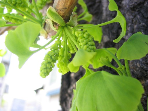 イチョウの花 花のんの散歩みち