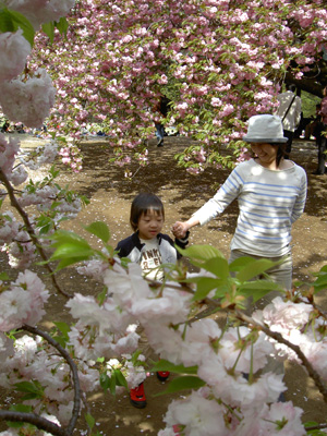 新宿御苑で最後のお花見_a0003259_2143158.jpg