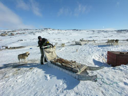 (イリジウム通信）　グリーンランドの犬ぞり_b0062963_2131114.jpg