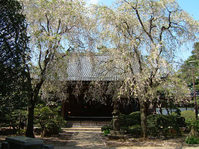 妙正寺　双子のしだれ桜_d0029066_005540.jpg