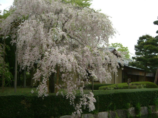 文化公園の春_b0055171_20124346.jpg