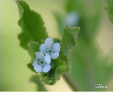 ブルーの花の野草_c0039974_2334998.jpg