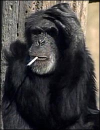 ★動物･･チンパンジーに禁煙命令　美味そうに吸ってる(ﾟﾟ;)_a0028694_1072138.jpg