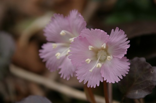 山野草三昧♪_d0029705_20393485.jpg