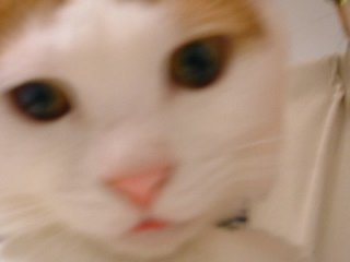c0006312_22495925.jpg