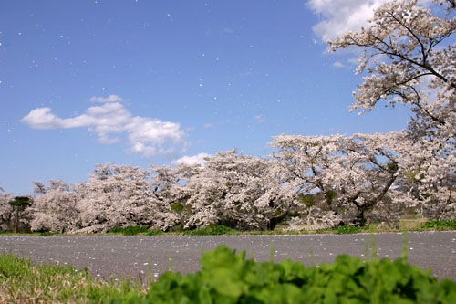 さくら--桜吹雪の中で--_d0015026_1059311.jpg