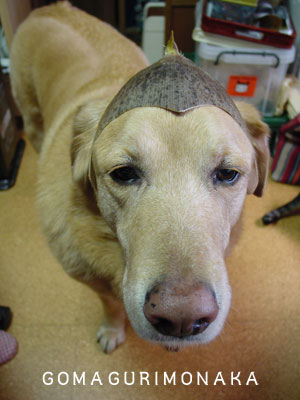 たけのこの皮をかぶった犬と猫 ごまぐりもなかvol 1 たけのこの皮をかぶった犬と猫 ごまぐりもなかvol 1