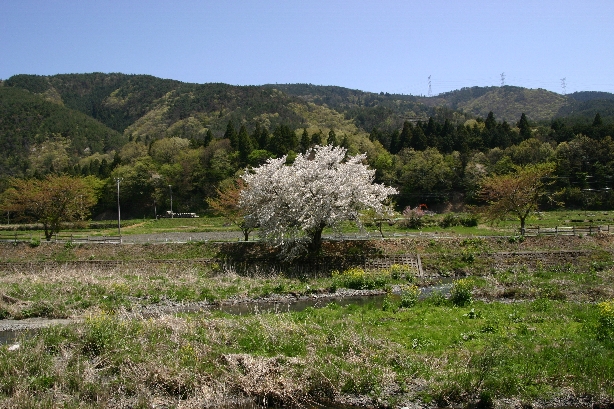 遅咲きの桜_a0031182_1543409.jpg