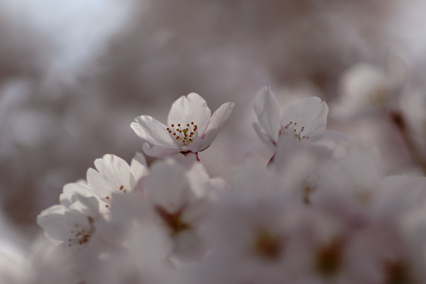 「桜Ⅱ」_d0011310_675184.jpg